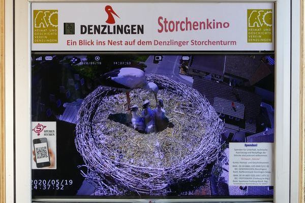 Denzlinger Storchenkino/Storchennest auf dem Storchenturm (Foto: Hans Peter Rieder)