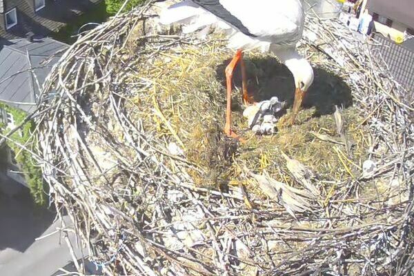 Ein Storch mit vier K�ken im Nest auf dem Storchenturm