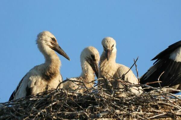Die drei Jungst�rche Sibylle, Volker und Renate (v.l.n.r.)  stehend im Nest auf dem Storchenturm