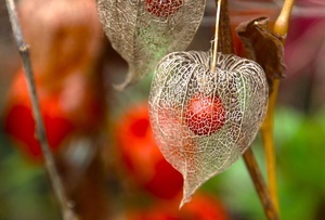 Physalis im Herbst Physalis im Herbst