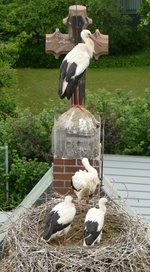 Das Foto zeigt den Horst auf dem Kirchendach mit den Jungvögeln Ida, Barbara und Clemens  mit dem Familienoberhaupt Peter