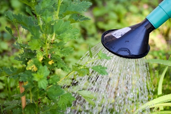 Aus Gießkanne fließt Wasser auf Planzen