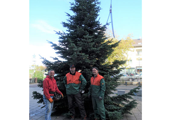 Aufbau Christbaum am Rathausplatz Denzlingen, v.l.n.r. Mitarbeiter der Firma Klaus Dinger aus Emmendingen, Bauhofmitarbeiter Matthias N&uuml;bling und Christian B&uuml;hler