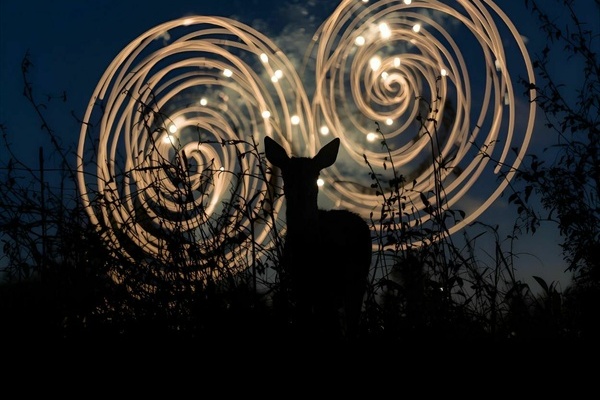 Umrisse eines Rehs vor dem n&auml;chtlichen Himmel. Feuerwerksk&ouml;rper. KI generiertes Bild - Canva