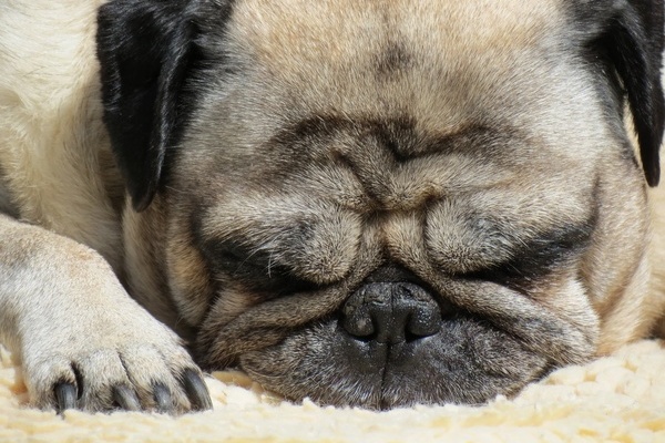 Pfote und Kopf eines schlafenden Hundes der Rasse Mops