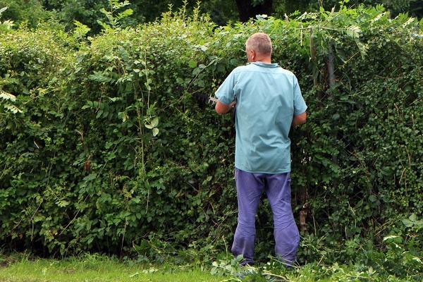 Ein Mann in blauem Hemd und lila Hose schneidet mit einer elektrischen Heckenschere eine Hecke