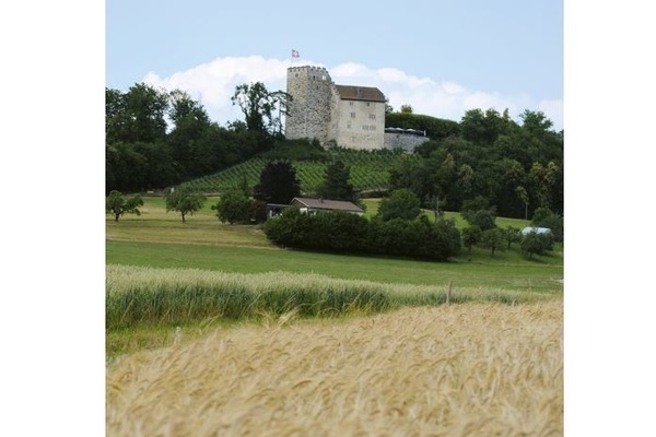 Schloss Habsburg im Aargau auf einem grünen Hügel mit Bäumen, unterhalb des Hügels ein Getreidefeld Schloss Habsburg im Aargau auf einem grünen Hügel mit Bäumen, unterhalb des Hügels ein Getreidefeld