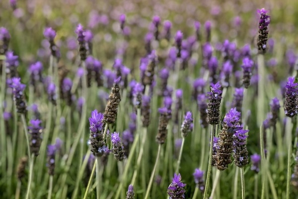 Lavendel Lavendel