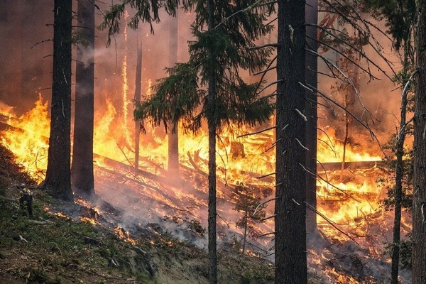 Brennende Bäume im Wald