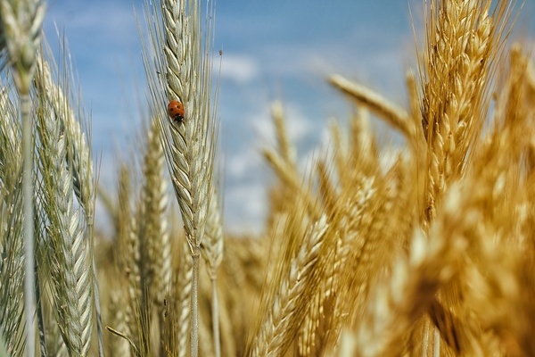 Getreidefeld im Sommer. Ein Marienkäfer auf einer Ähre. Schöne Ferien! Getreidefeld im Sommer. Ein Marienkäfer auf einer Ähre. Schöne Ferien!