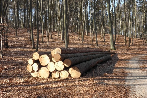 Ein Stapel mit Holzstämmen in einem Wald Ein Stapel mit Holzstämmen in einem Wald