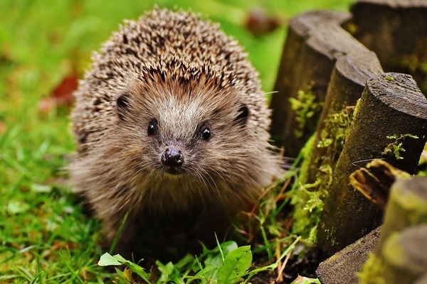 Igel im Gras