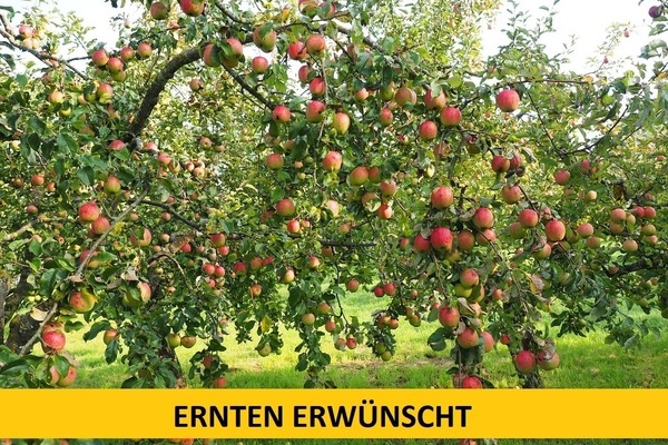 Äpfel an einem Apfelbaum, gelber Streifen mit schwarzen Lettern: Ernten erwünscht