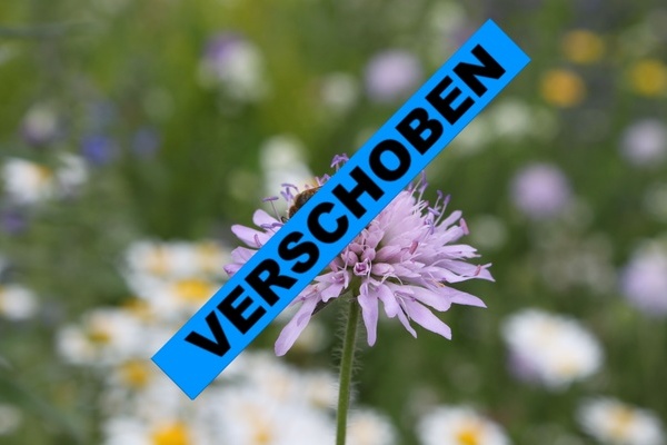 Foto: Gelbbindige Furchenbiene in Denzlingen, NABU Marquardt  Foto: Gelbbindige Furchenbiene in Denzlingen, NABU Marquardt