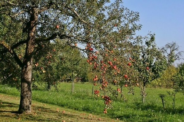 Blauer Himmel, grüne Wiese mit Apfelbaum Blauer Himmel, grüne Wiese mit Apfelbaum