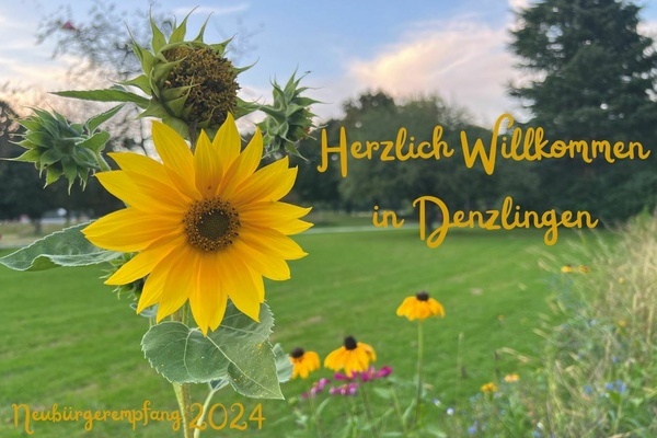 Sonnenblumen im Denzlinger Stadtpark. Foto: Melanie Lackner Sonnenblumen im Denzlinger Stadtpark. Foto: Melanie Lackner