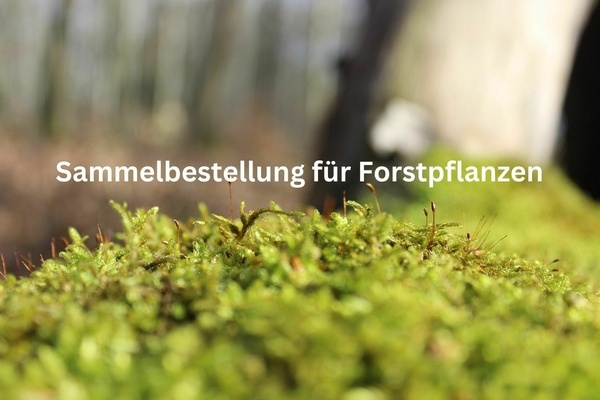 Sammelbestellung f&uuml;r Forstpflanzen