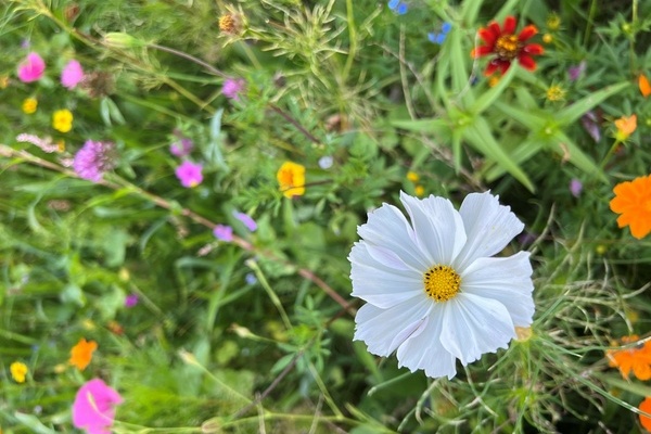 Wildblumen in Denzlingen Foto ML Gemeinde Denzlingen