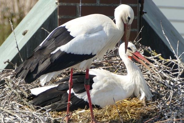 Foto: Storchenfamilie auf dem Dach der Ev. Kirche (Hans-Peter Rieder)  Foto: Storchenfamilie auf dem Dach der Ev. Kirche (Hans-Peter Rieder)