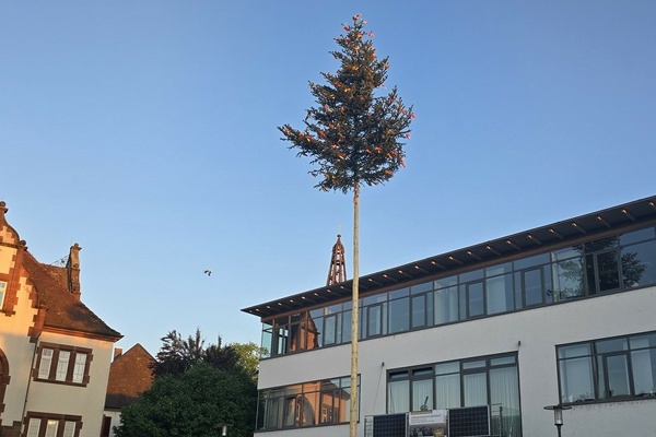 Eine Bürgermeistertanne steht auf dem Rathausplatz; im Hintergund das Neue Rathaus Eine Bürgermeistertanne steht auf dem Rathausplatz; im Hintergund das Neue Rathaus