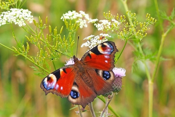 Ein bunter Schmetterling (Tagpfauenauge) sitzt auf einer weiß blühenden Pflanze; lizenzfreies Foto von pixabay Ein bunter Schmetterling (Tagpfauenauge) sitzt auf einer weiß blühenden Pflanze; lizenzfreies Foto von pixabay