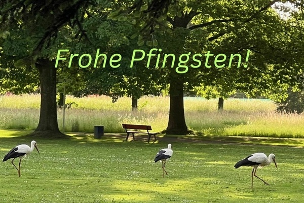 Drei Störche im Denzlinger Park. Foto: Melanie Lackner, Gemeinde Denzlingen