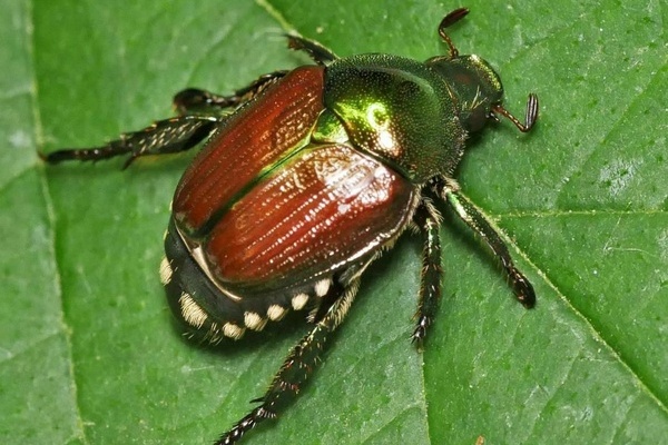 Japankäfer mit grünem Kopf und braunen Flügel sitzt auf einem grünen Blatt - Quelle: O. Zimmermann / LTZ Augustenberg  Japankäfer mit grünem Kopf und braunen Flügel sitzt auf einem grünen Blatt - Quelle: O. Zimmermann / LTZ Augustenberg