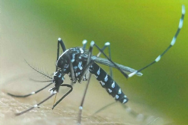 Foto einer Tigermücke Foto einer Tigermücke