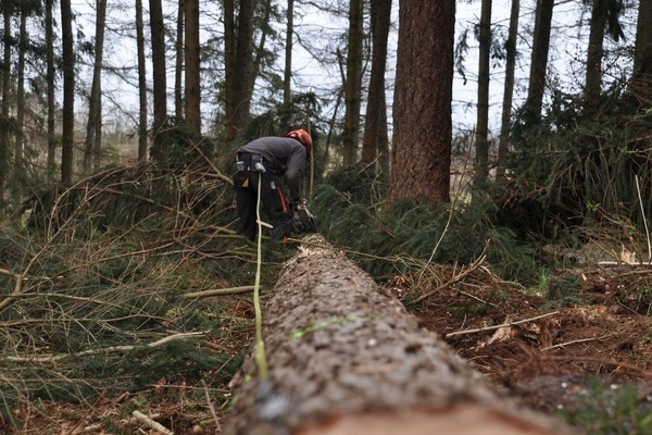 Baumfällarbeiten Baumfällarbeiten