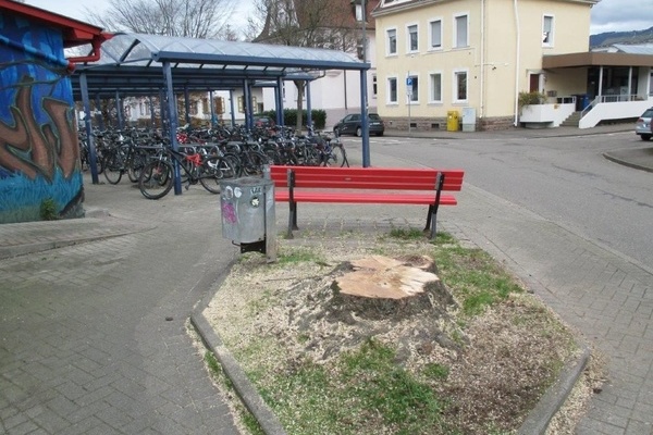 Gef&auml;llte Hainbuche am Bahnhof Denzlingen