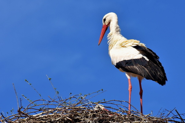 Stehender Storch im Storchennest