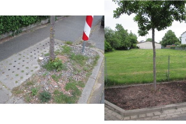 Baumscheiben links mit Schotter, rechts schotterfrei mit Erde, es wurden Wildblumen gesät