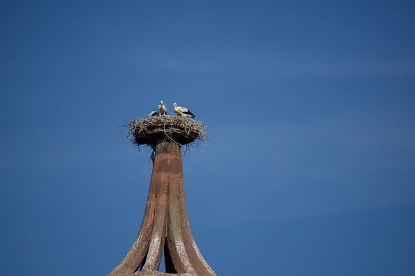 Storchennest mit 2 Störchen auf dem Storchenturm