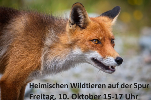 Foto eines Fuches darunter in schwarzer Schrift auf hellgrauem Untergrund: Heimischen Wildtieren auf der Spur, Freitag, 10. Oktober 15-17 Uhr Foto eines Fuches darunter in schwarzer Schrift auf hellgrauem Untergrund: Heimischen Wildtieren auf der Spur, Freitag, 10. Oktober 15-17 Uhr